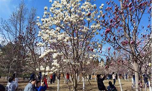 北京雕塑公园玉兰花什么时候开_北京雕塑公园玉兰花什么时候开2