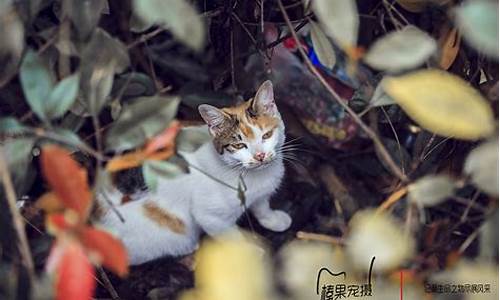 天童森林公园流浪猫还在吗_天童森林公园流