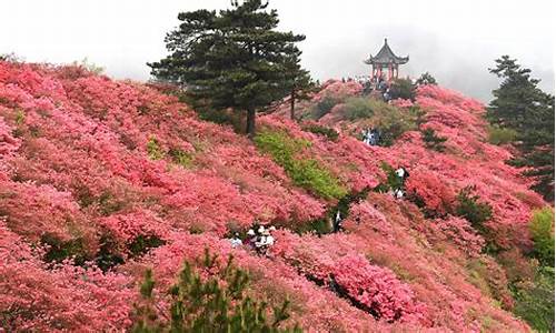 龟山公园杜鹃花海_龟山公园杜鹃花海图片